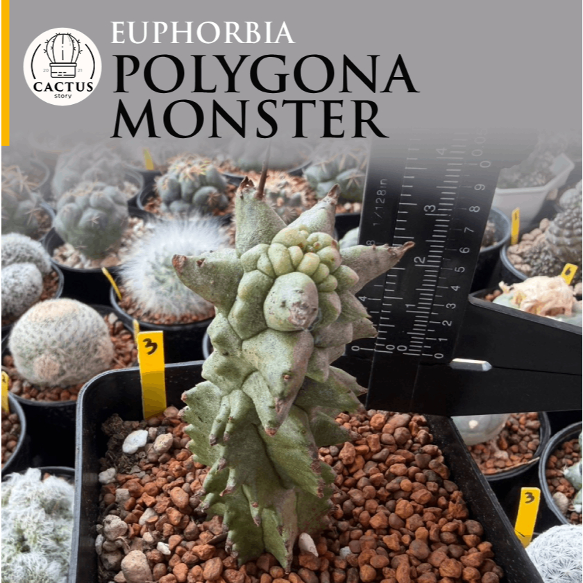 Euphorbia Polygona Monster ไม้เมล็ดกระถาง 4 นิ้ว