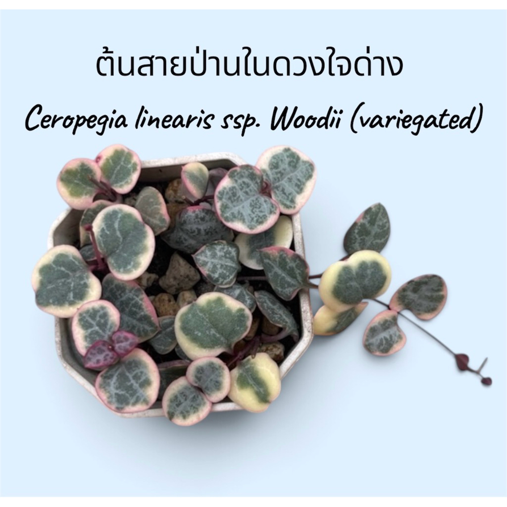 ต้นสายป่านในดวงใจด่าง ไม้อวบนำ้ Ceropegia linearis ssp. Woodii (variegated) กระถาง 2 นิ้ว