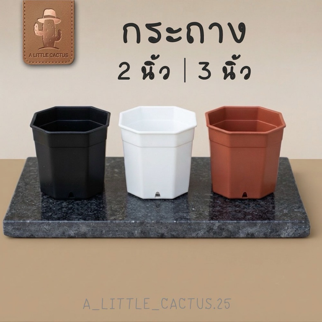 A Little cactus กระถางแคคตัส 2 นิ้ว 3 นิ้ว กระถางเพาะ 7 นิ้ว