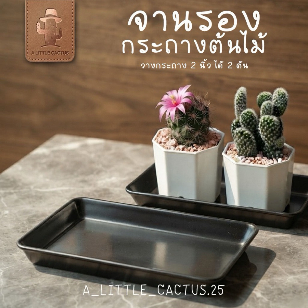 🌵 A Little cactus🌵| จานรองกระถางต้นไม้
