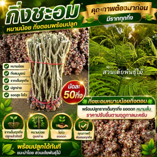 กิ่งชะอมหนามน้อย1มัด50กิ่งตอน💥ถูกสุดในShopeeพร้อมปลูกรากเต็มทุกกิ่งยอดดกหนามสั้นราคาปรับขึ้นตามฤดูกาลนะครับ