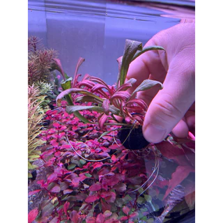 [MIN]Samolus red ไม้น้ำหน้าตู้ ทรงพุ่มเตี้ยแดงง่ายแม้ไม่มีco2 low techแสนจะง่าย โยนจบ แบบwabi