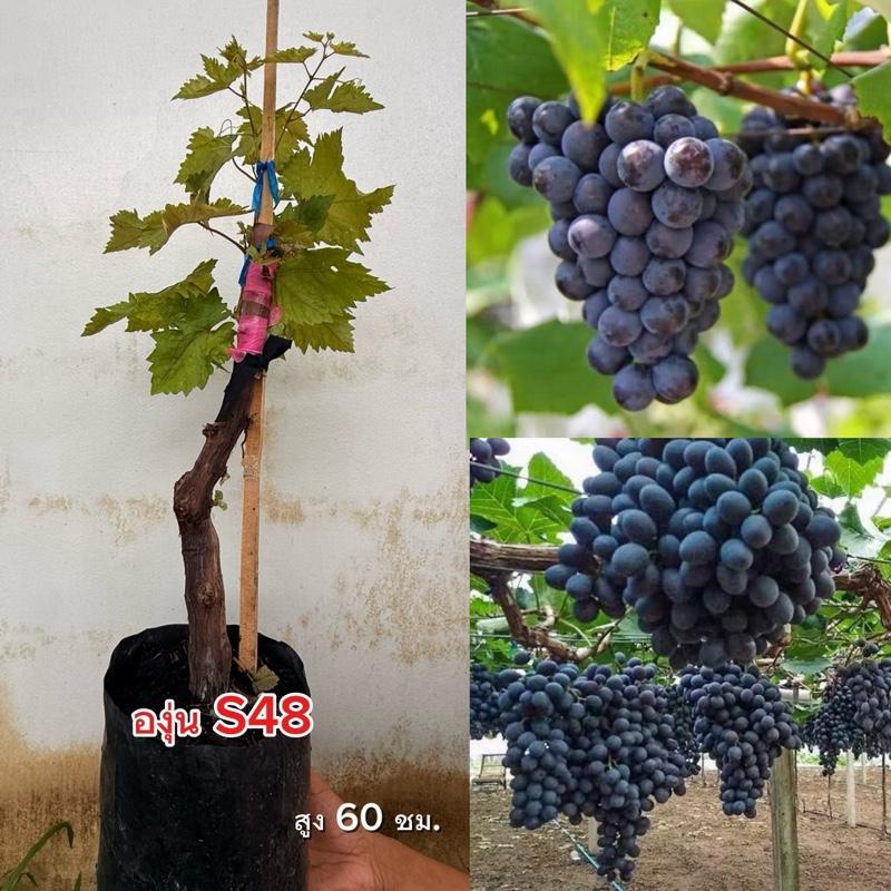 ต้นองุ่น S48 ไร้เมล็ด ปลูก 1 ปีติดผล ต้นแข็งแรงพร้อมปลูก ผลสีดำลูกดก หวานกรอบ ทนแล้ง ปลูกกระถางหรือล