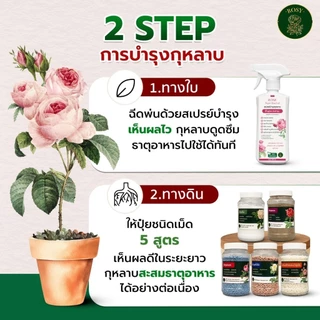 Rosy เซตประหยัด 4 สูตร ดูแลกุหลาบครบวงจร ไซส์แกลลอนจุใจ ใช้ได้นาน คุ้มกว่ากำจัดเพลี้ย เชื้อรา พร้อมเร่งดอก