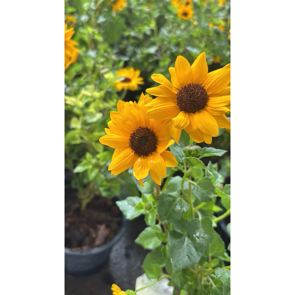 🌻 ทานตะวันญี่ปุ่น ซันเมซิ่ง (Sunmazing) 🌻ไม้ดอกพุ่มเตี้ยที่โดดเด่น กระถาง6นิ้ว