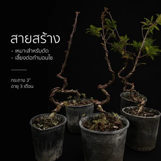 กล้าบ๊วยน้ำ 🌱 บอนไซ ยังไม่ผ่านการดัดเข้าลวด กระถาง 3” นิ้ว บอนไซจิ๋ว ลูกค้าสามารถนำไปเข้าลวดด้วยตัวเอง