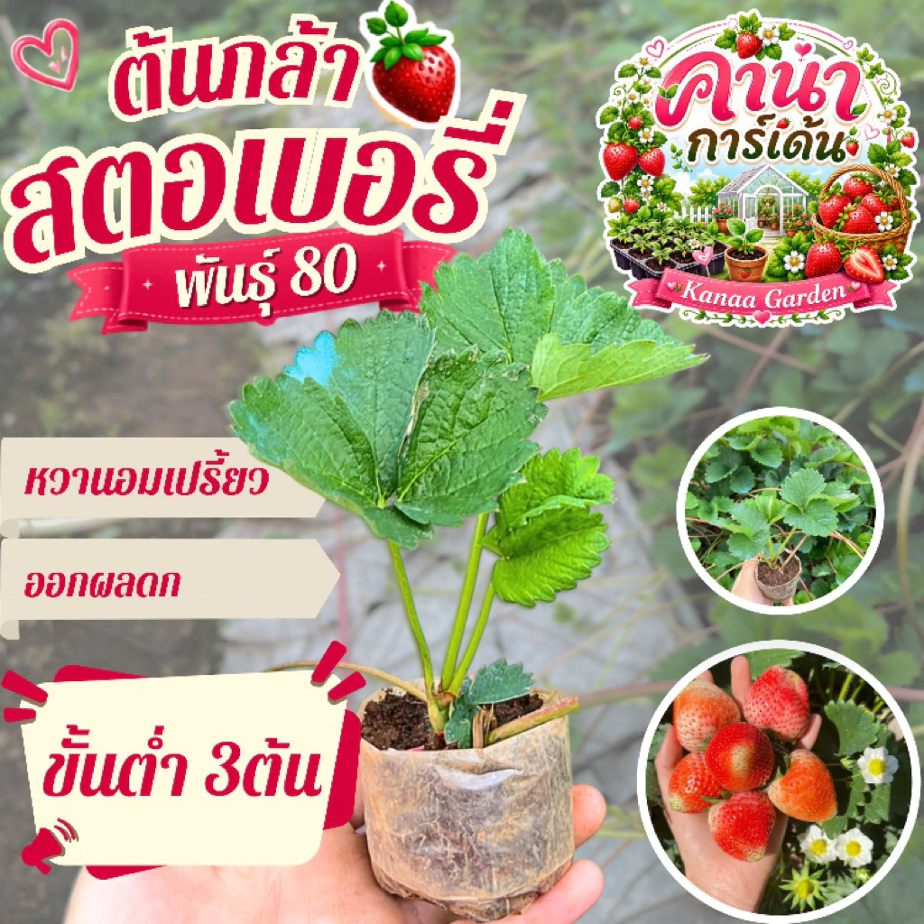 ต้นกล้าสตรอเบอร์รี่พันธุ์ 80