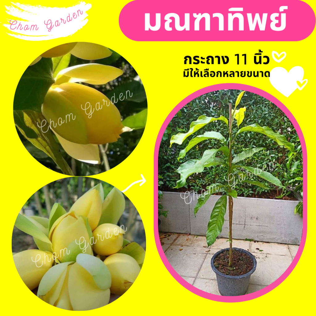 ต้นมณฑาทิพย์ ไม้ดอกหอม