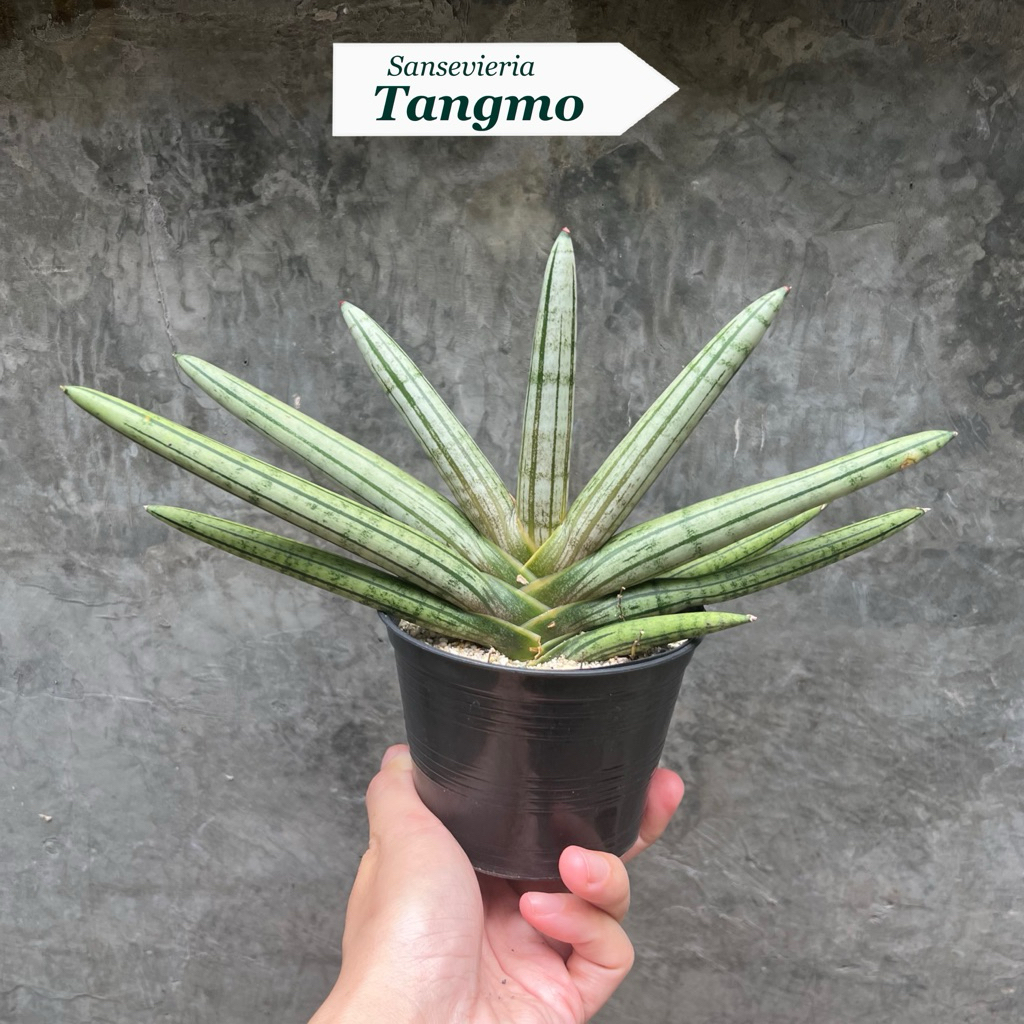 Sansevieria Tangmo ต้นลิ้นมังกร แตงโม