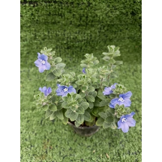 ต้นฟ้าประดิษฐ์ (Ground-Morning Glory) **ไม้ดอกทานได้** ไม้ในกระถาง3นิ้ว