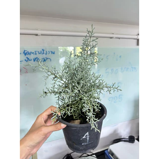 บลูไอซ์ / Blueice cypress 5.5 นิ้ว เหลือสายพันญี่ปุ่น ☀️✅