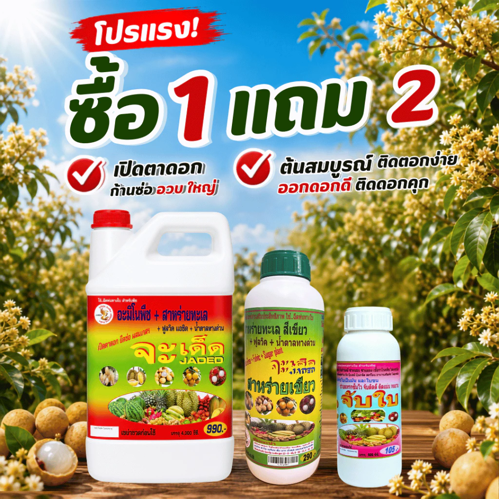 "จะเด็ด" 4 ลิตร โปรโมชั่น 1 แถม 2 สาหร่าย + จับใบ ฉีดพ่นทางใบ สำหรับ “ลำไย” ลดการใช้ปุ๋ยเคมี ก้านช่อยาว ผลอวบ น้ำหนักดี