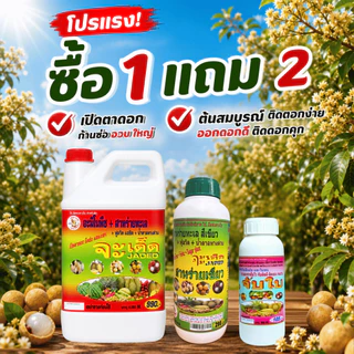 "จะเด็ด" 4 ลิตร โปรโมชั่น 1 แถม 2 สาหร่าย + จับใบ ฉีดพ่นทางใบ สำหรับ “ลำไย” ลดการใช้ปุ๋ยเคมี ก้านช่อยาว ผลอวบ น้ำหนักดี