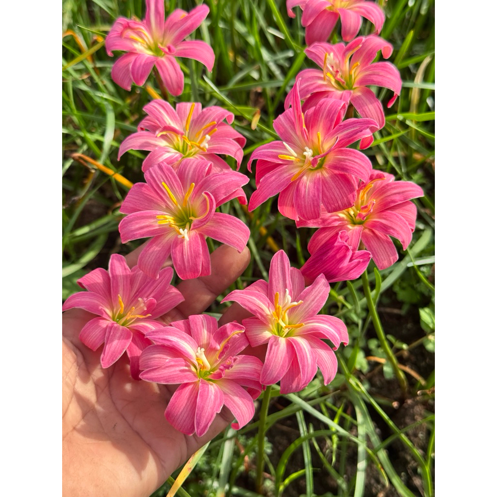บัวดินสีชมพูชื่อZ.Hannah Pink 4หัว60บาท