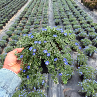 ใบต่อก้าน มอนิ่งกลอรี่ คลุมดินWild ground morning glory ดอกสีสวยส่งติดดอก