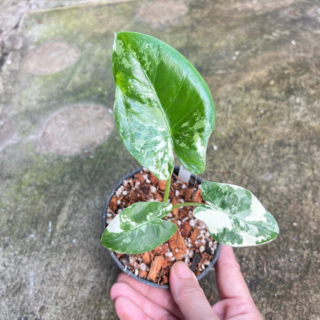 บอนกระดาด🔥 Hot🔥บอนกระดาษ ต้นบอนกระดาดด่าง Alocasia macrorrhizos (L.) G.Don