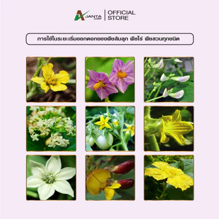 ผสมเทียม ผสมเกสร สูตรไม้ผล เปลี่ยนเพศ เพิ่มดอกตัวเมีย ผสมเทียมดอก ติดผลดก ขั้วเหนียว เอเจนต้า คอร์ป