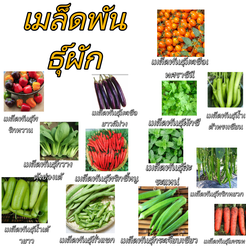 ชุดเมล็ดผักปลูกระเบียงคอนโด ต้นประหยัดพื้นที่ ดูแลง่าย โตเร็ว ปลูกเองได้ผักปลอดสาร ไม่ต้องเดินตลาดซื้อผัก