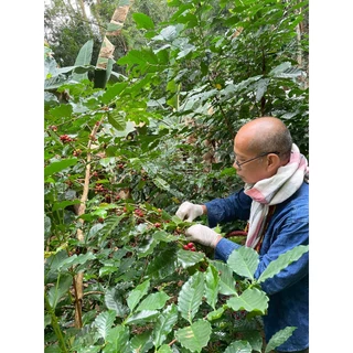 Thailand Huai Khuak Semi Carbonic Maceration with LTLH Drying Process