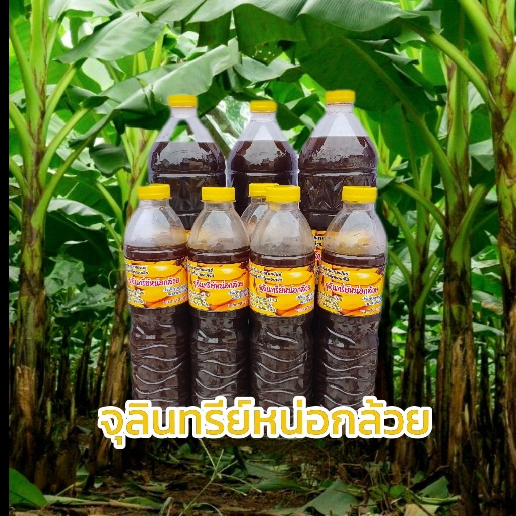 จุลินทรีย์หน่อกล้วย หมักพร้อมต้นกล้วยสับเต็มถัง ขนาด 500 มล. และ 1,450 มล.