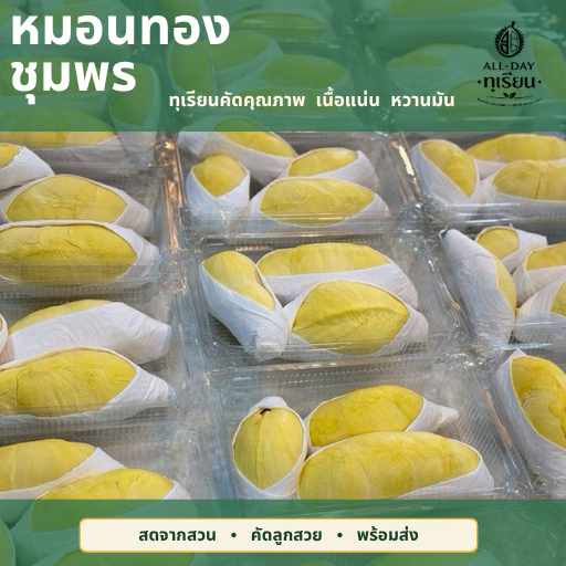 🥭 ทุเรียนหมอนทองชุมพร พรีเมี่ยม แกะเนื้อพร้อมทาน