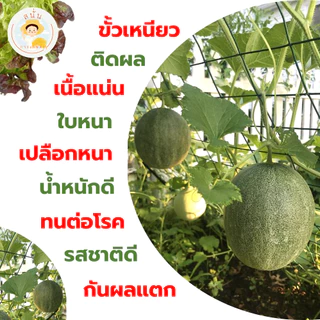 แคลเซียมโบรอน สูตร 3 (พลัส) ทำสต๊อกหัวเชื้อ 10 ลิตร ผสมฉีดพ่นได้ 10,000 ลิตร เพิ่มผลผลิต ใบหนา ขั้วเหนียว ติดผล รสชาติดี