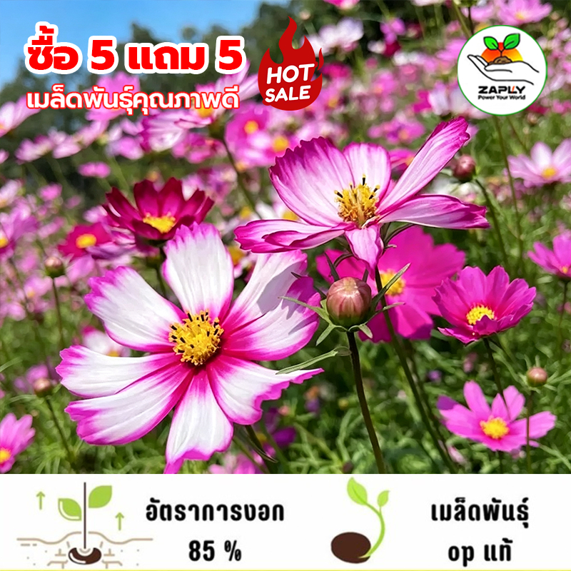 เมล็ดพันธุ์ ดาวกระจายพิโคที ดอกคอสมอส 200 เมล็ด Picotee Cosmos Flower เมล็ดพันธุ์แท้ นำเข้าจากต่างประเทศ ปลูกผัก โตไว