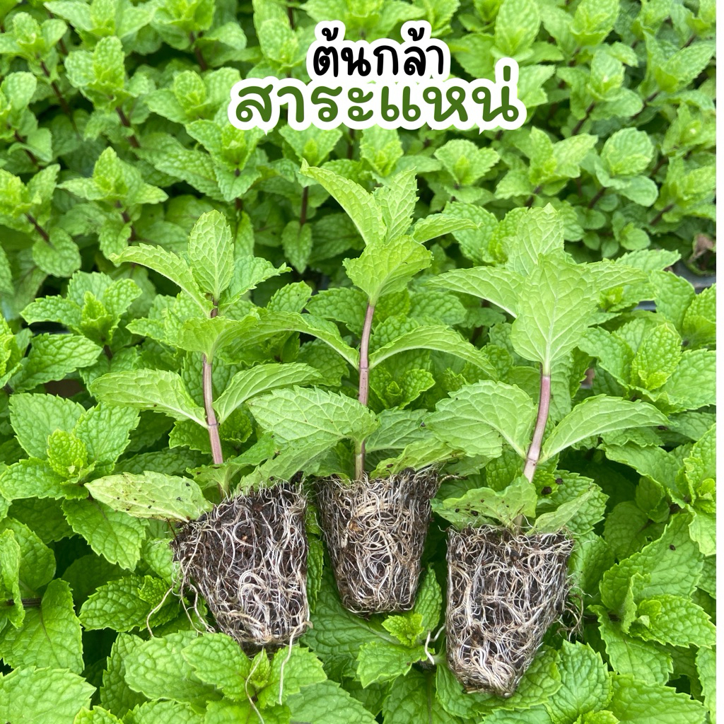ต้นกล้าสาระแหน่ พร้อมปลูก ปลูกได้ทันที จัดส่งแบบถอน