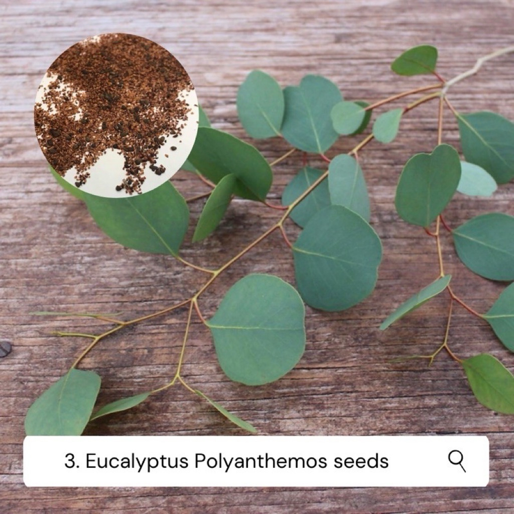 เมล็ดยูคาลิปตัสโพลี่แอน (Eucalyptus polyanthemos)ชุดละ 10 เมล็ด
