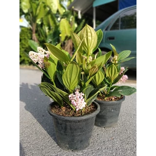 ต้นไข่มุกอันดามัน (กระถาง 10 นิ้ว) ดอกตูมกลมสีชมพูดูคล้ายเม็ดไข่มุก ออกดอกเป็นช่อห้อยระย้าสวยงามและออกดอกได้ตลอดทั้งปี