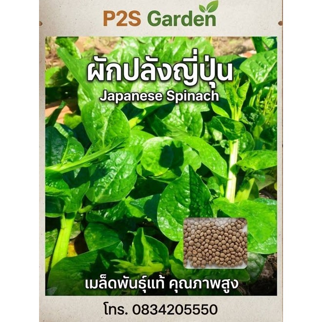 เมล็ดพันธุ์ ผักปลังยักษ์ญี่ปุ่น ผักปลังเขียวยักษ์ญี่ปุ่น ซองละ 25 เม็ด