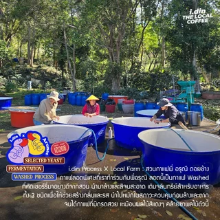 FRUIT TEA - i.din X Arunee PROCESS (15.08.69) WASHED PROCESS/ กาแฟ ดอยช้าง เชียงราย THAILAND COFFEE