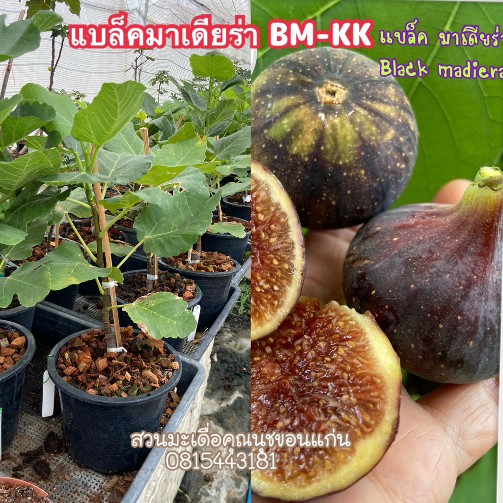 แบล็คมาเดียร่า ราชามะเดื่อฝรั่ง ต้นใหญ่ติดผลแล้ว ขอดูรูปต้นจริงได้ค่ะ