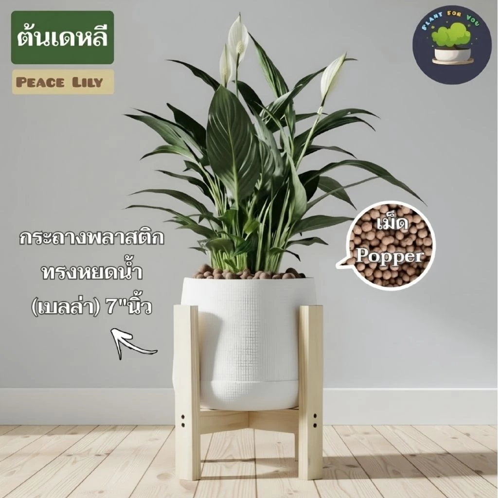 💤🤍ต้นเดหลี Peace Lily พร้อมกระถาง+เม็ดPopper+จานรอง+ขาตั้งไม้สน (ต้นไม้ฟอกอากาศ)