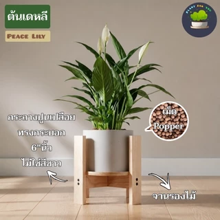 💤🤍ต้นเดหลี Peace Lily พร้อมกระถาง+เม็ดPopper+จานรอง+ขาตั้งไม้สน (ต้นไม้ฟอกอากาศ)