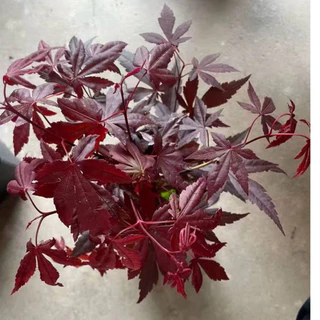 11/8/26 นำเข้าจากจีน เมเปิ้ลญี่ปุ่น สีแดง(Japanese Maple) โดยเฉพาะสายพันธุ์ที่มีใบสีแดงเช่น Deshojo หรือ Beni-Maiko30cm