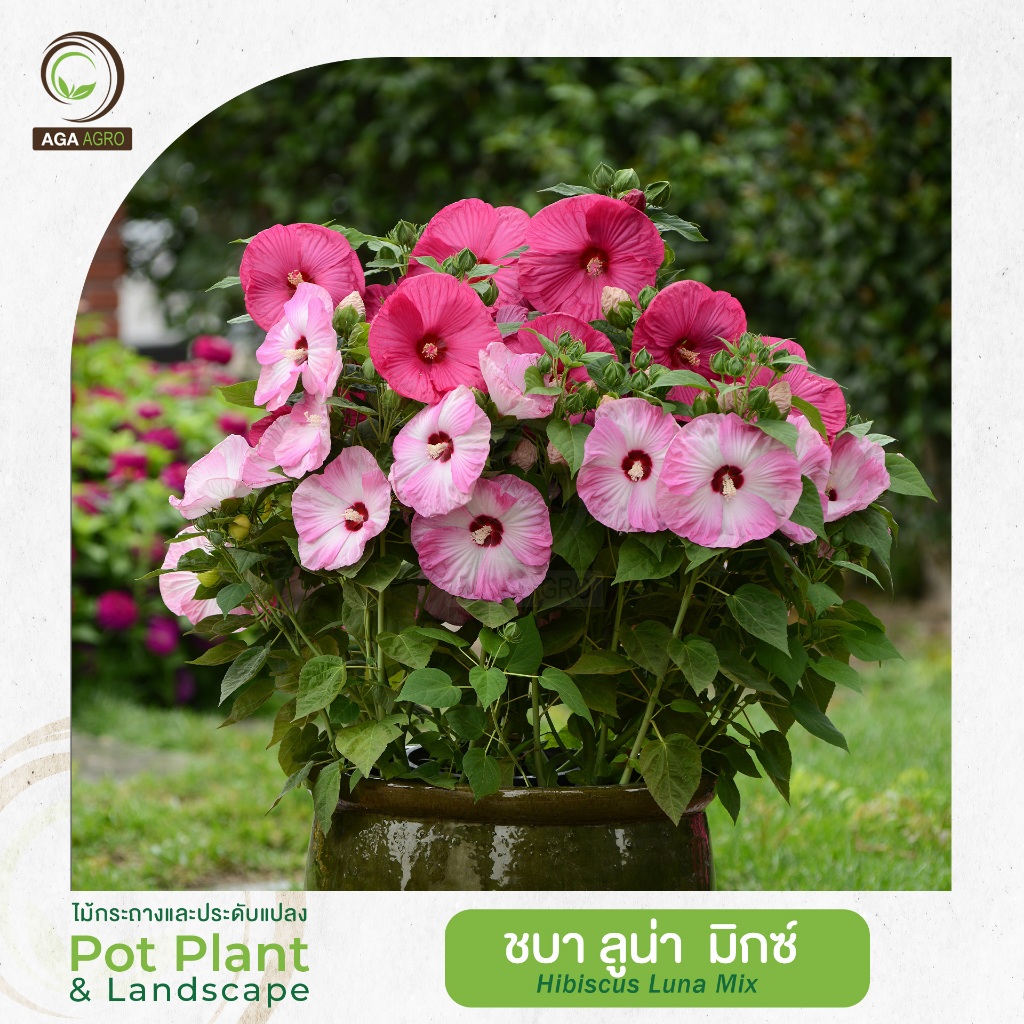 New!!2026 AGA AGRO I "ชบา ลูน่า มิกซ์" สายพันธุ์ดอกใหญ่ 20 เมล็ด -Hibiscus Luna