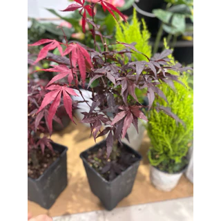 11/8/26 นำเข้าจากจีน เมเปิ้ลญี่ปุ่น สีแดง(Japanese Maple) โดยเฉพาะสายพันธุ์ที่มีใบสีแดงเช่น Deshojo หรือ Beni-Maiko30cm