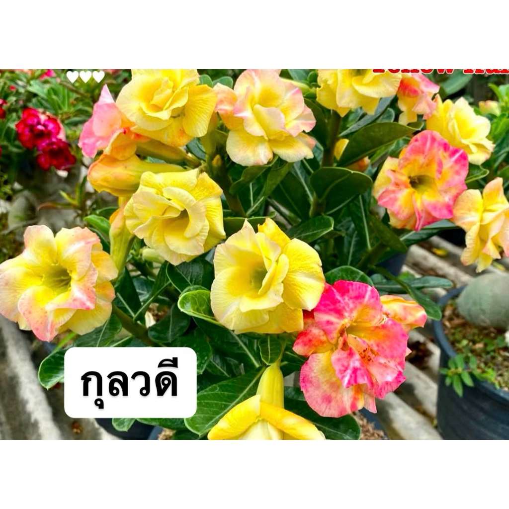 ชวนชมดอกซ้อน "เหลืองกุลวดี" ขนาดกระถาง 6 นิ้ว (แบบถอนจัดส่ง)