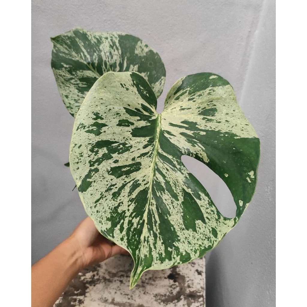 Monstera Deliciosa Bulbasaur (มอนเตอร์ร่าบัลบาซอร์) ส่งต้นตามรูป
