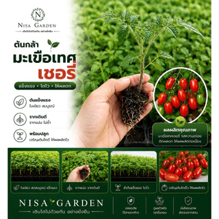 Nisa Garden ต้นกล้ามะเขือเทศ เชอรี่ ทานสด รากแข็งแรง โตเร็ว 🔥(ซื้อ 10 แถมฟรี 2)🔥