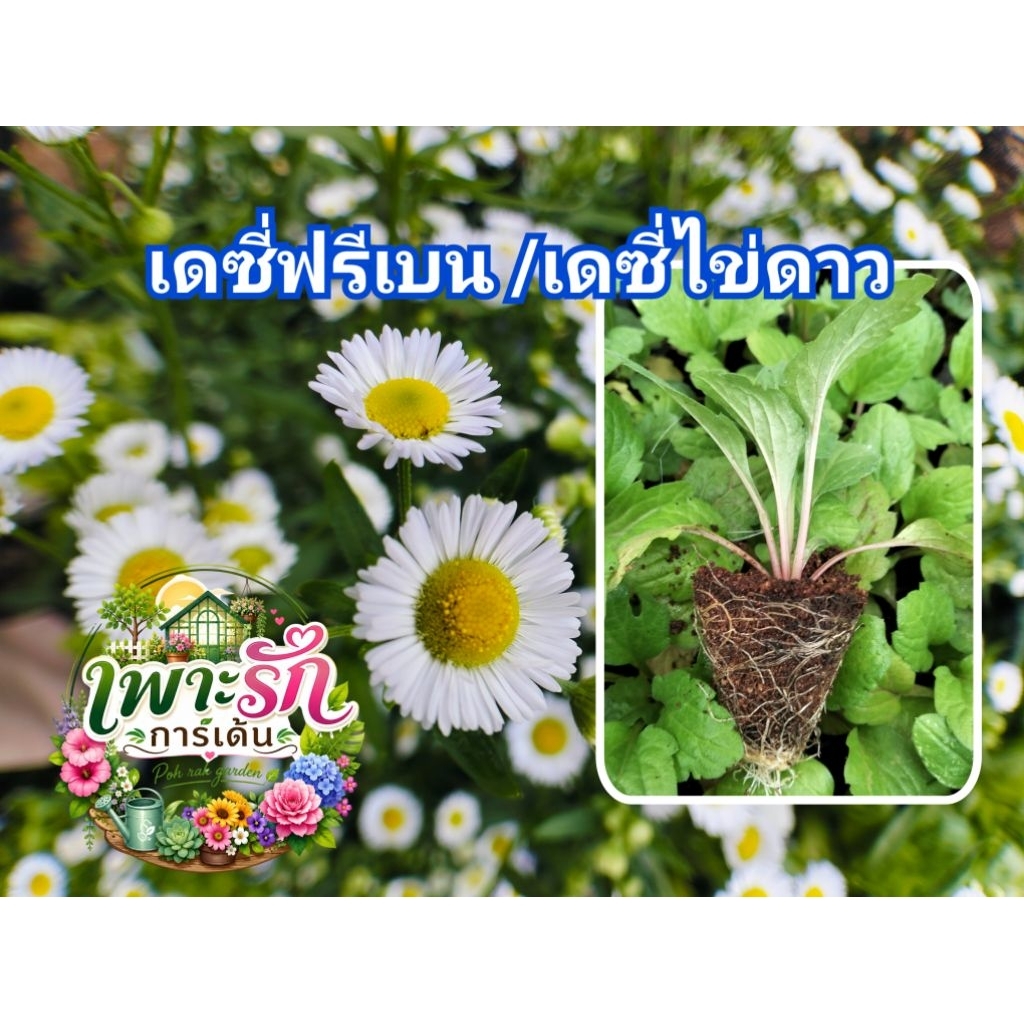 ดอกเดซี่ฟลีเบลน ดอกไม้กินได้ 10ต้นแถม2ต้น
