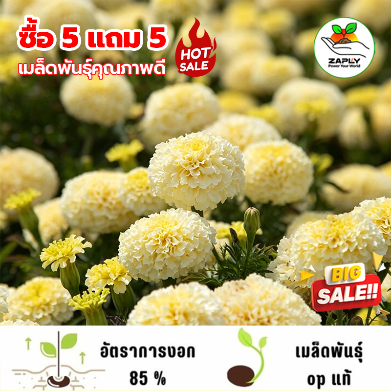 【ซื้อ 5 แถม 5 ฟร】 เมล็ดดาวเรืองสโนไวท์ สีขาว (80 เมล็ด) / มิสเตอร์ดาวเรือง
