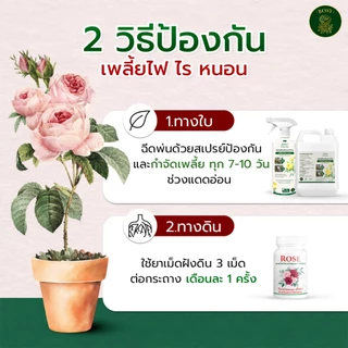 Rosy ยาเม็ดฝังดิน ป้องกันก่อนเกิดโรคและแมลง คุมนาน 1 เดือน เสริมภูมิต้านทาน ผนังเซลล์แข็งแรงทนต่อการเจาะดูดของแมลง