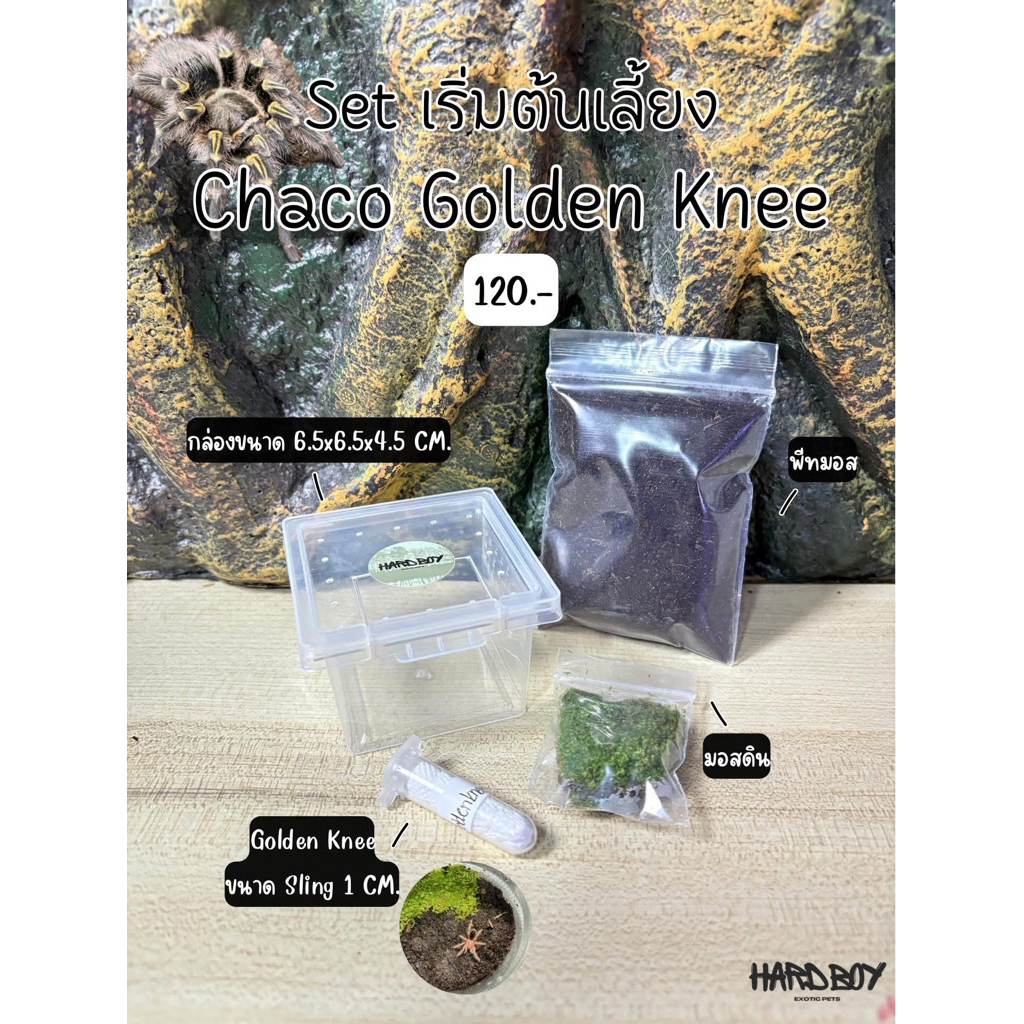 Set กล่อง +  Golden Knee