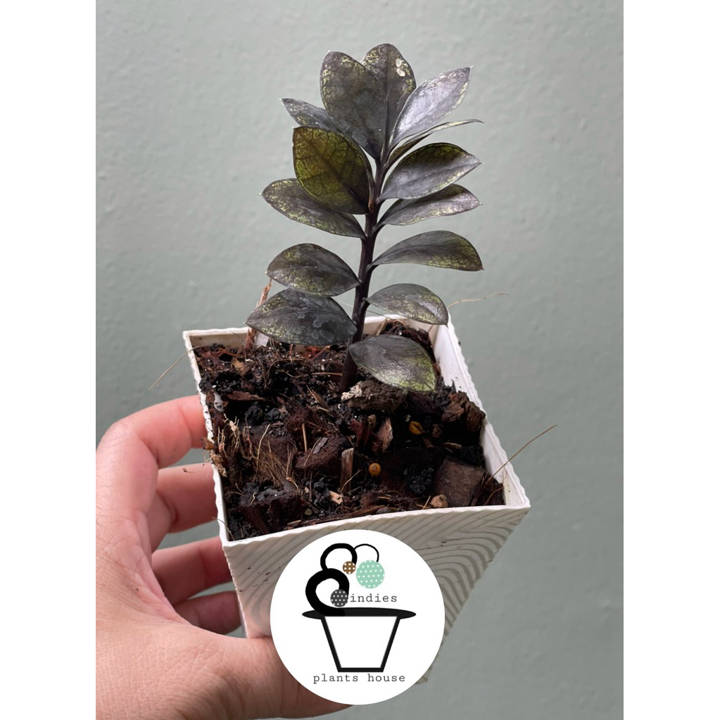 กวักมรกตใบดำแคระ Black ZZ Plant หรือ Raven ZZ Plant