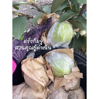 ฝรั่งกิมจูดำเนินสะดวก คัดพิเศษเกรดA ฝรั่งกิมจู สดไหม่ หวาน กรอบ อร่อย