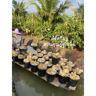 ฝรั่งกิมจูดำเนินสะดวก คัดพิเศษเกรดA ฝรั่งกิมจู สดไหม่ หวาน กรอบ อร่อย