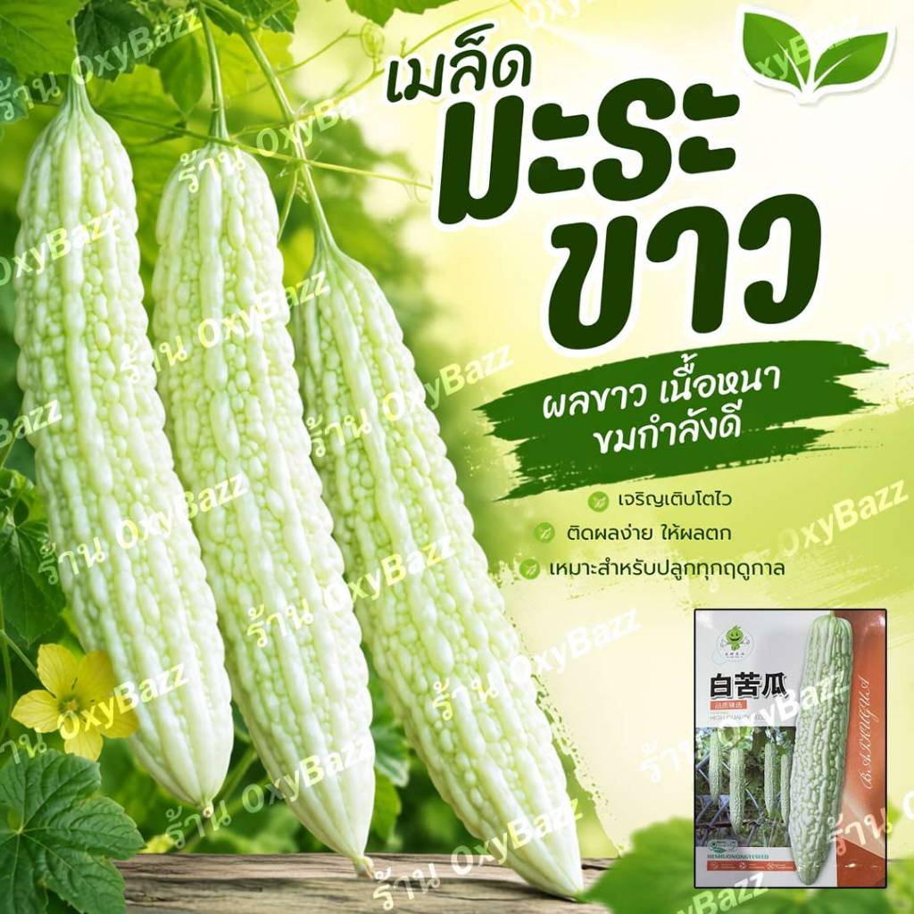 เมล็ดพันธุ์มะระขาว 10เมล็ด มะระจีนขาว เมล็ดมะระขาว White Bitter Gourd Seeds