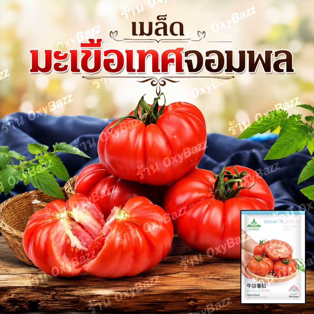 เมล็ดพันธุ์มะเขือเทศจอมพล 100เมล็ด ลูกใหญ่ มะเขือเทศจอมพล เมล็ดมะเขือเทศจอมพล